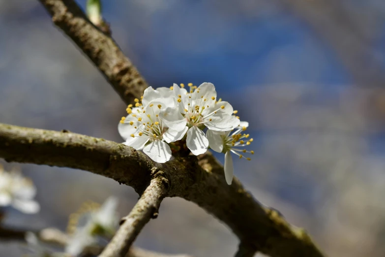 a close up of a flower on a tree branch, by David Simpson, unsplash, fruit trees, white wood, 3 are spring, high detail photo