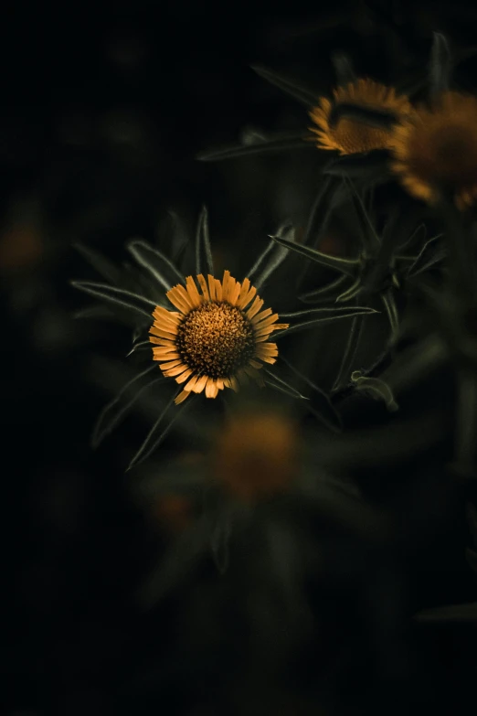 a yellow flower sitting on top of a lush green field, inspired by Elsa Bleda, unsplash contest winner, renaissance, dark grey and orange colours, lit up in a dark room, a high angle shot, shot with sony alpha