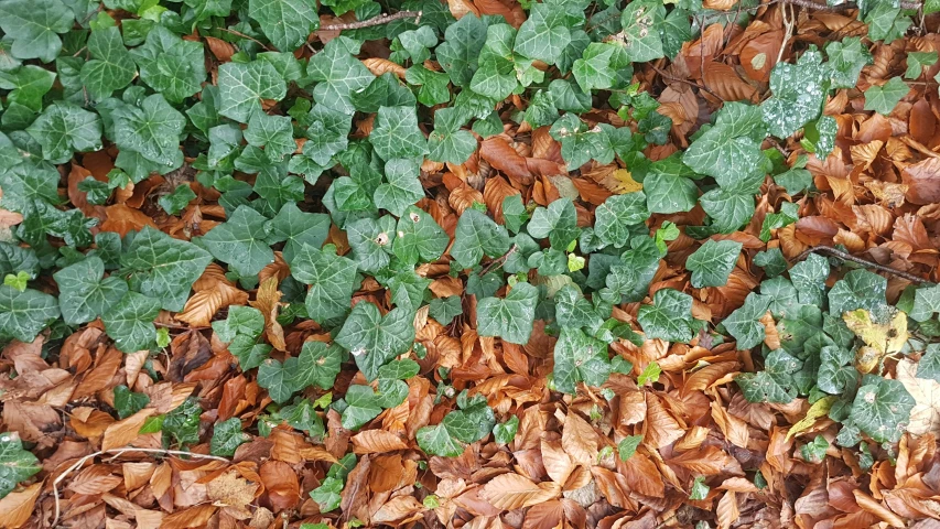 a close up of a bunch of leaves on the ground, a photo, 👰 🏇 ❌ 🍃, ivy's, overgrown with funghi, # nofilter