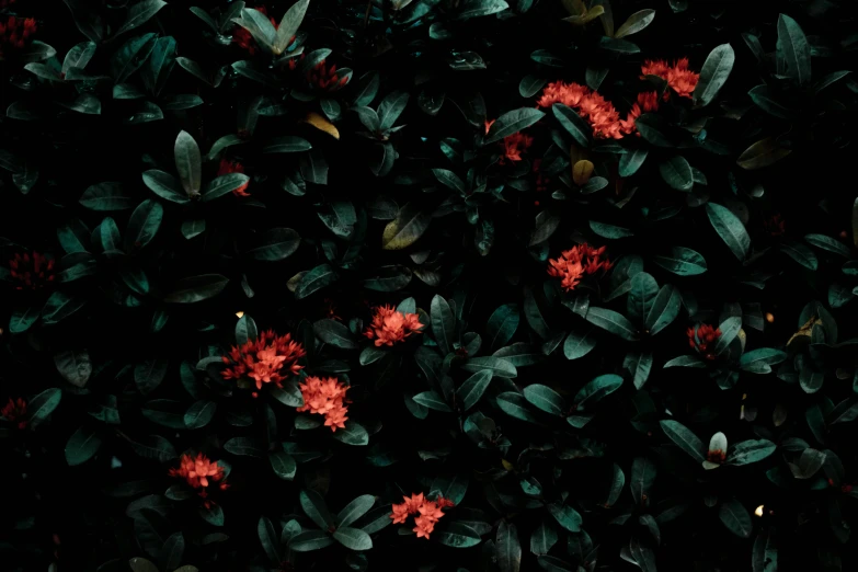 a close up of a plant with red flowers, an album cover, inspired by Elsa Bleda, unsplash contest winner, hurufiyya, dark flower pattern wallpaper, 4 k hd wallpapear, dark jungle, high quality screenshot