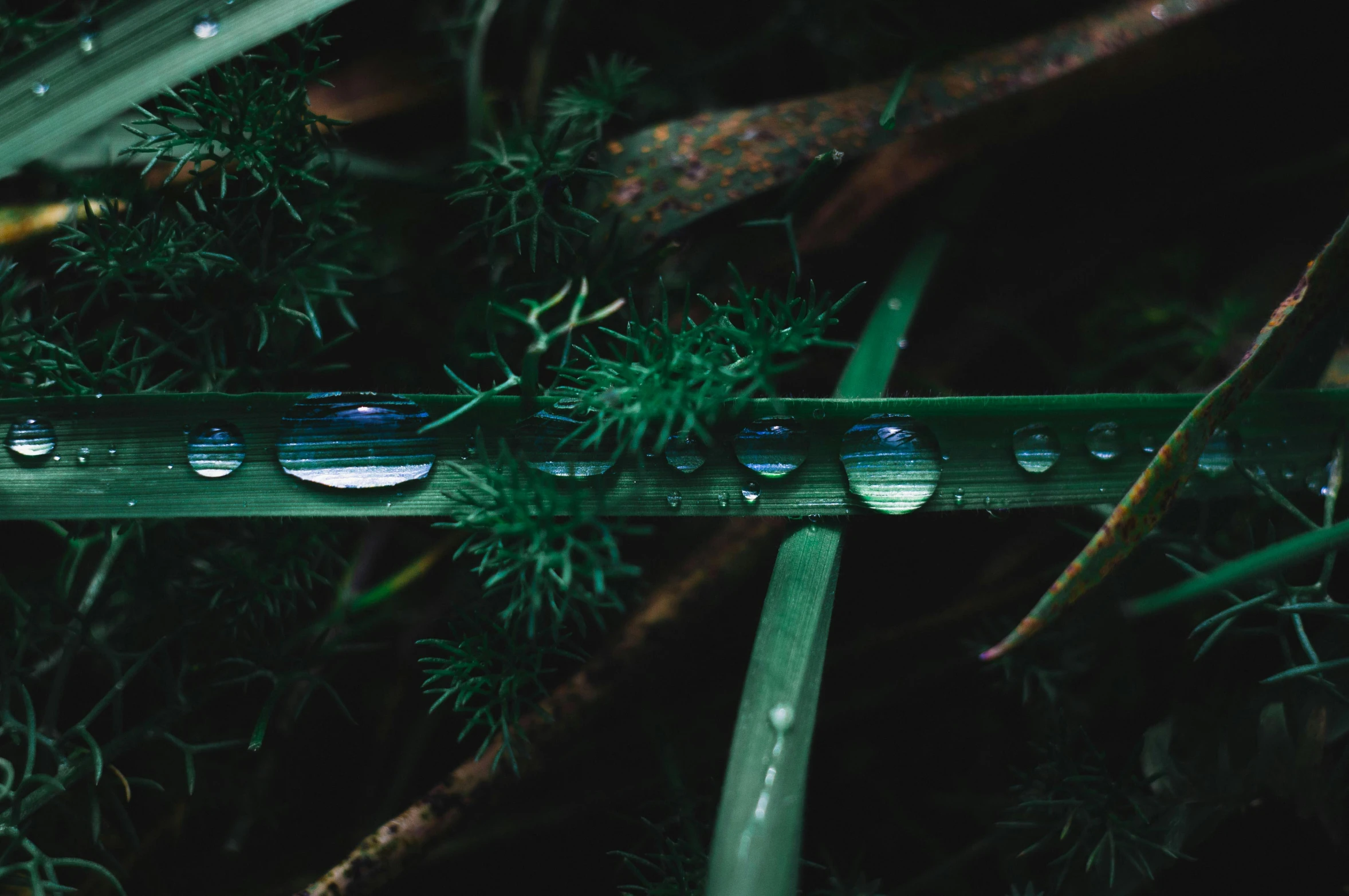 a close up of water droplets on a blade of grass, an album cover, inspired by Elsa Bleda, trending on unsplash, hurufiyya, hyperdetailed twigs and plants, in a row, sustainable materials, marijuana ) wet