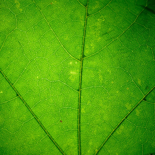 a close up view of a green leaf, by Jan Rustem, renaissance, sycamore, green energy, micro-details, taken with a pentax k1000