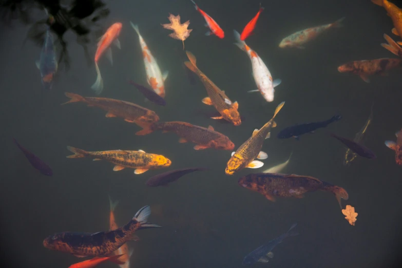 a group of koi fish swimming in a pond, inspired by Miyagawa Chōshun, trending on unsplash, hurufiyya, medium format. soft light, paul davey, chromatic, demur