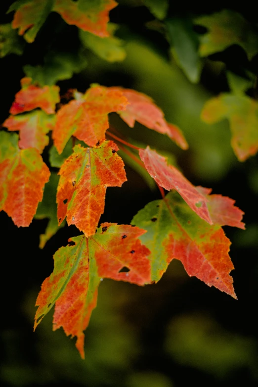 a close up of a leaf on a tree, flame shrubs, full of colour, on a dark background, autumn maples