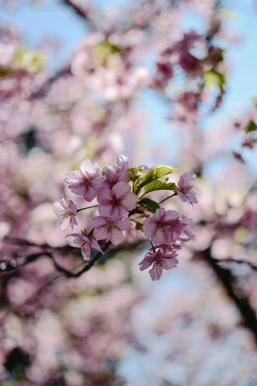 a close up of a tree with pink flowers