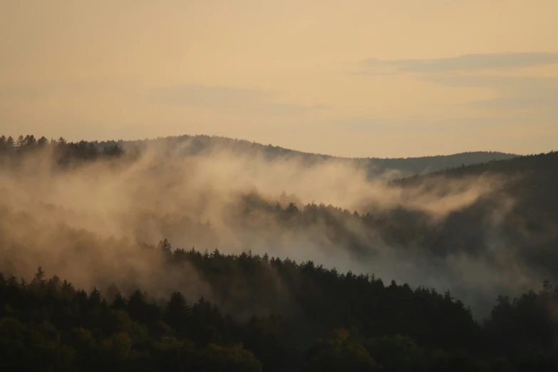 a forest filled with lots of trees on top of a hill, by Jessie Algie, pexels contest winner, tonalism, steam clouds, light orange mist, flowing hills, grey