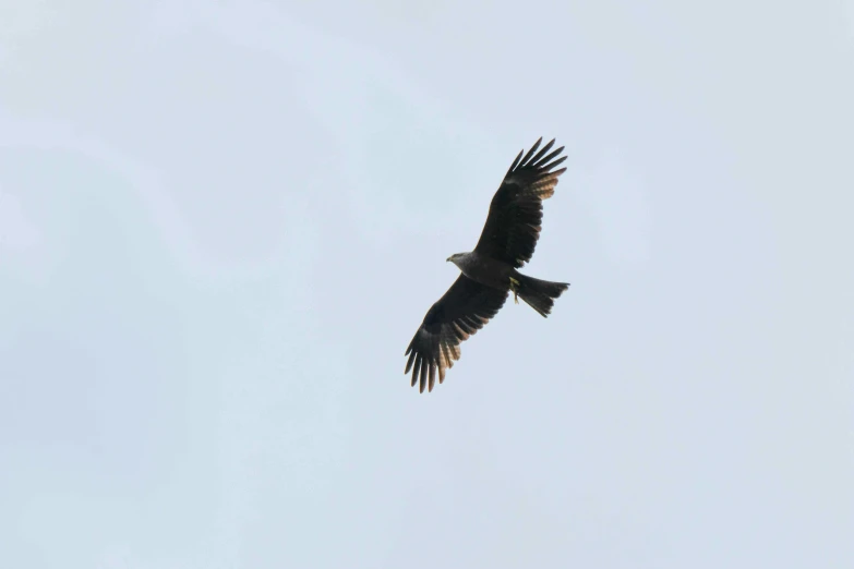 a bird that is flying in the sky, looking partly to the left, touring, falvie, central shot