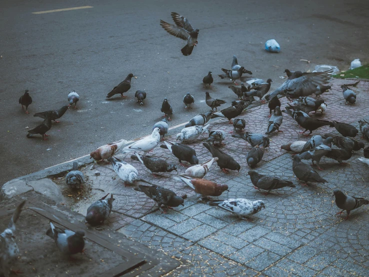 a bunch of birds that are on the ground, pexels contest winner, renaissance, dirty streets, hot food, desaturated, photo in color