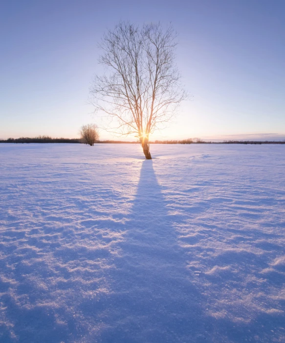 a lone tree in the middle of a snow covered field, unsplash contest winner, land art, perfect crisp sunlight, northern finland, golden hour 8k, glowing halo