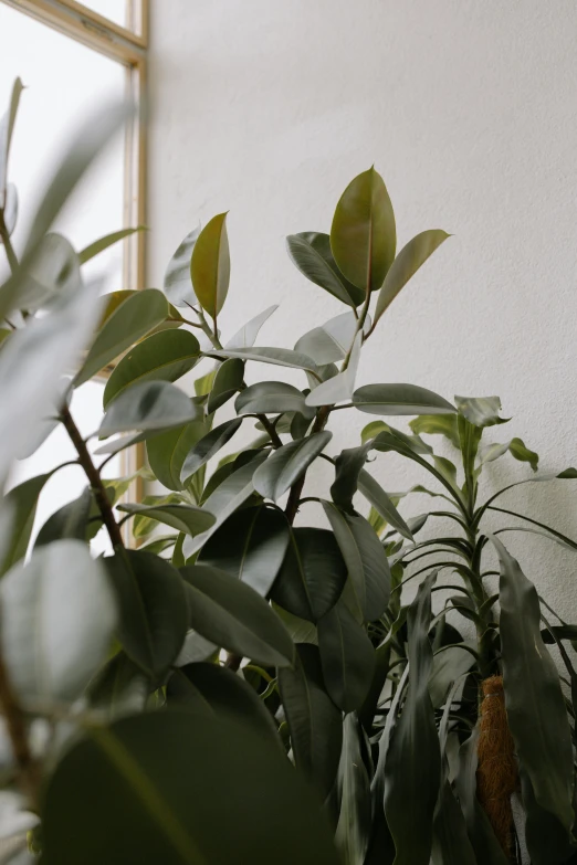 a potted plant sitting in front of a window, by Carey Morris, trending on unsplash, magnolia leaves and stems, lush evergreen forest, full frame image, tall thin frame