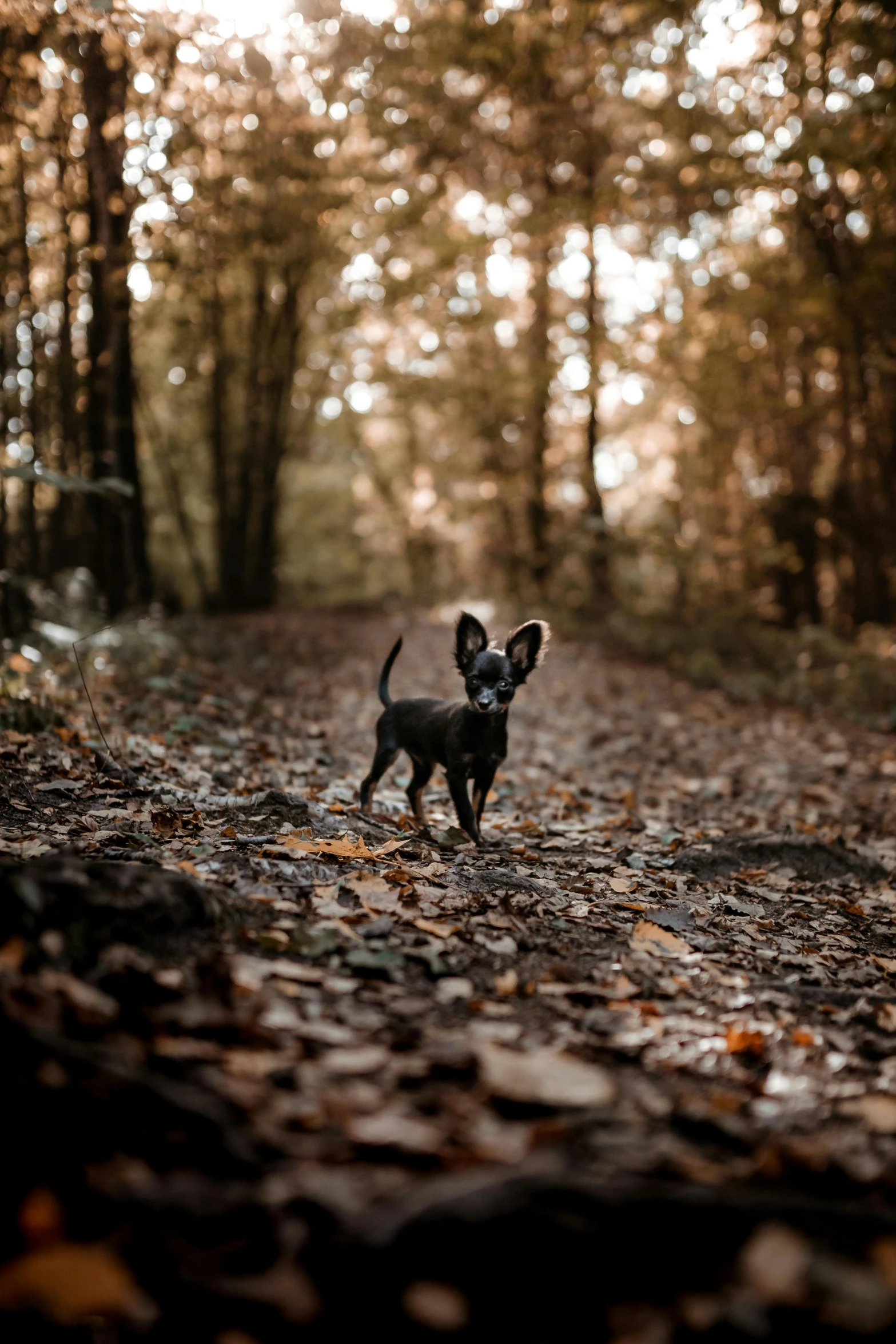 a small dog standing in the middle of a forest, black, shot with sony alpha, chilling on a leaf, november