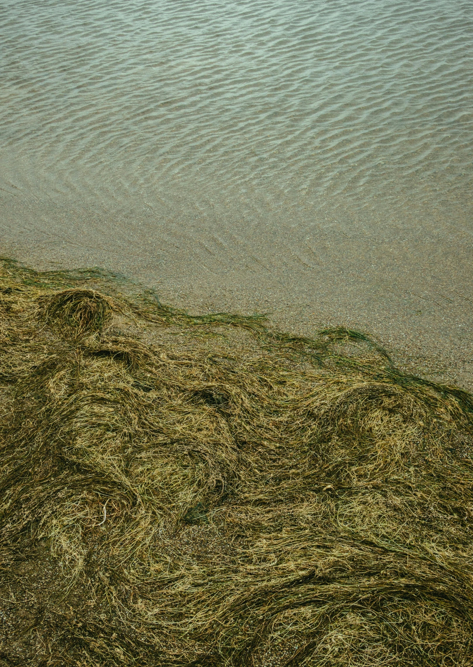 a boat sitting on top of a beach next to a body of water, an album cover, inspired by Andreas Gursky, unsplash, land art, stylized grass texture, detailed entangled fibres, rippling fabric of reality, algae