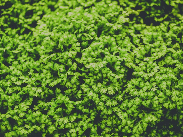 a close up of a bunch of green plants, by Carey Morris, pexels, hurufiyya, very little moss, digitally enhanced, a high angle shot, instagram post