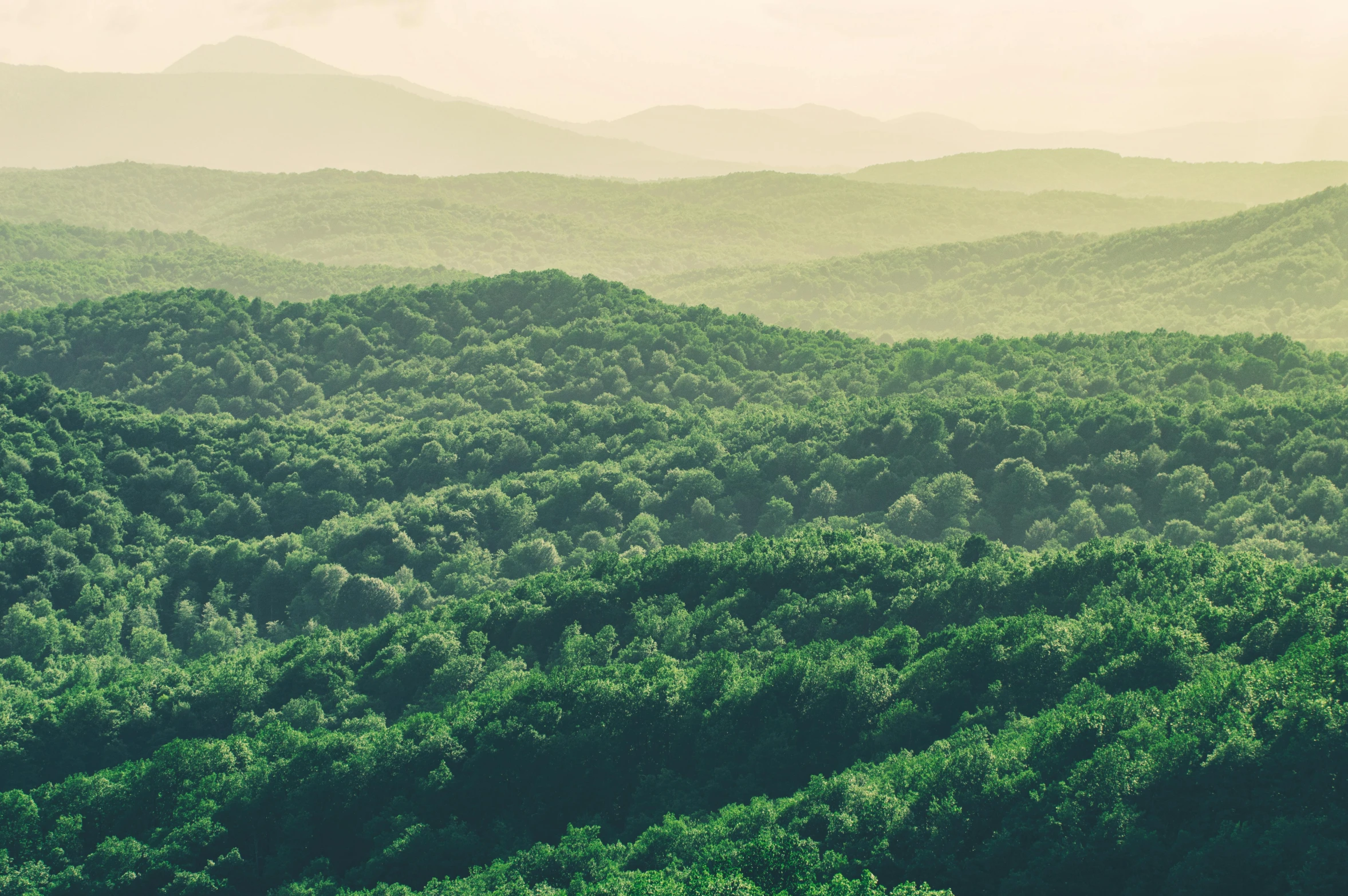 a forest filled with lots of green trees, trending on unsplash, hudson river school, rolling foothills, retro effect, appalachian mountains, instagram photo