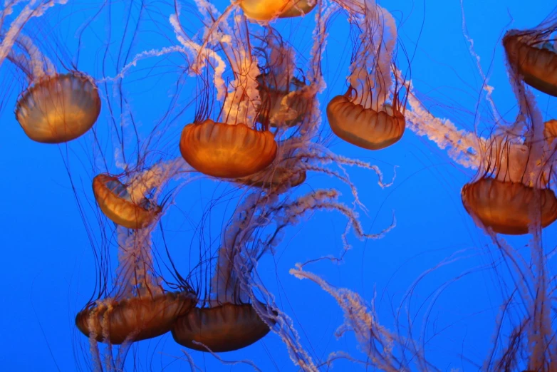 a group of jellyfish swimming under a blue sky, by Mandy Jurgens, pexels, surrealism, orange and blue, kelp, biodome, plain background