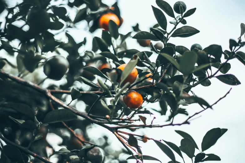 a bunch of oranges hanging from a tree, trending on pexels, baroque, background image, manuka, view from ground level, thumbnail