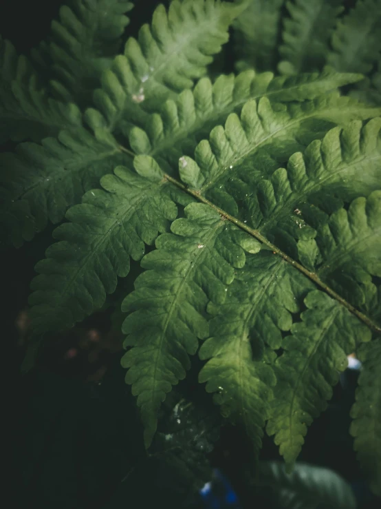 a close up of a plant with water droplets on it, trending on pexels, fern, high angle shot, high quality image”
