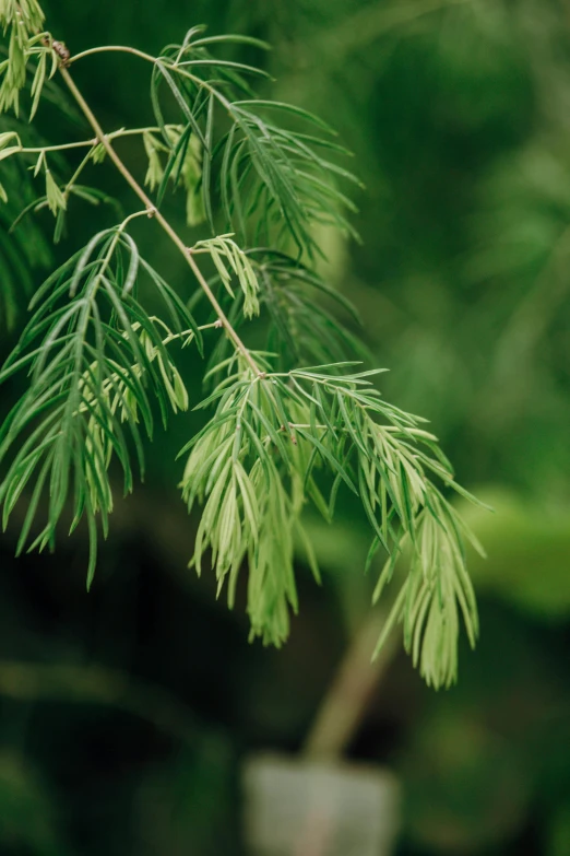 a close up of a branch of a tree, hurufiyya, in a verdant garden, giant sequoia, subtle detailing