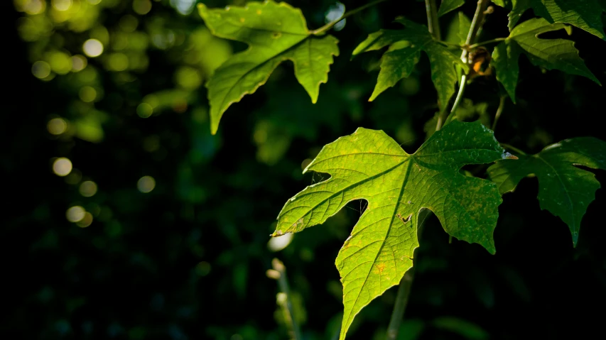 a close up of a leaf on a tree, by David Simpson, unsplash, summer light, sycamore, thumbnail, poison ivy