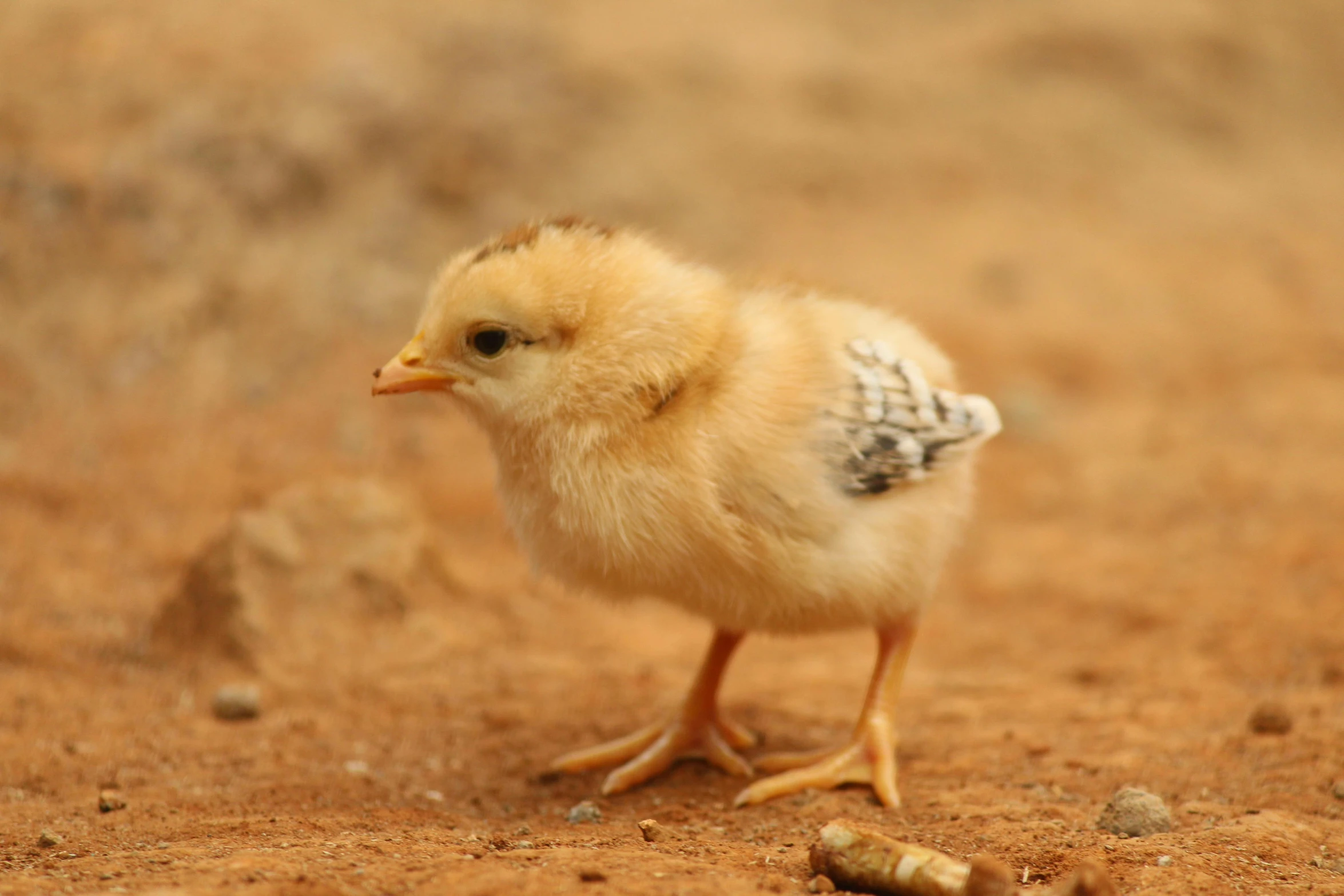 a small chicken standing on top of a dirt field, lachlan bailey, child hybrid, cooked, highly polished