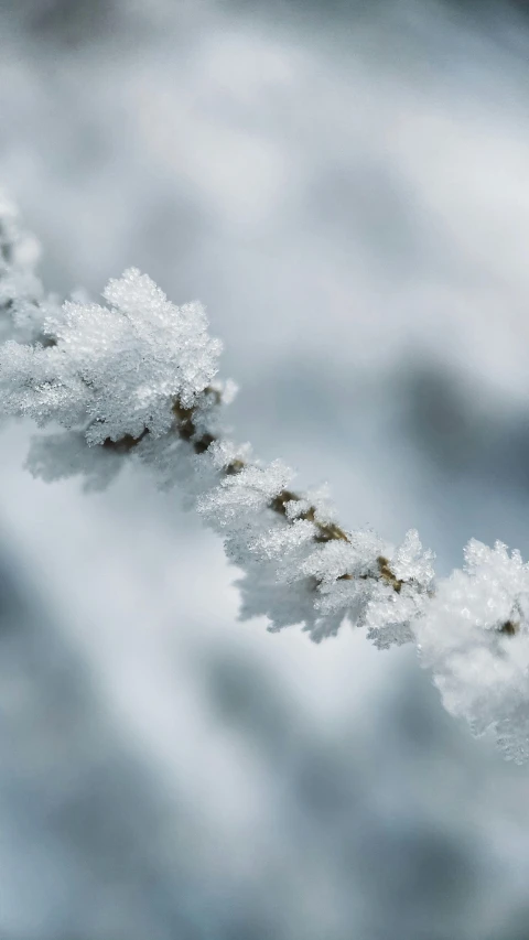 a close up of a branch of a tree covered in snow, a macro photograph, inspired by Arthur Burdett Frost, trending on pexels, rinko kawauchi, ornamental edges, today\'s featured photograph 4k, spiralling bushes