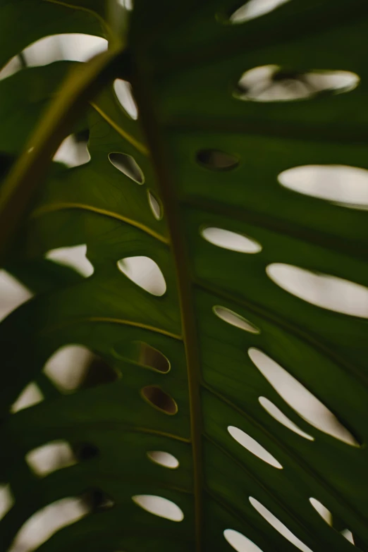 a close up of a leaf of a plant, unsplash, monstera deliciosa, multiple stories, photograph”