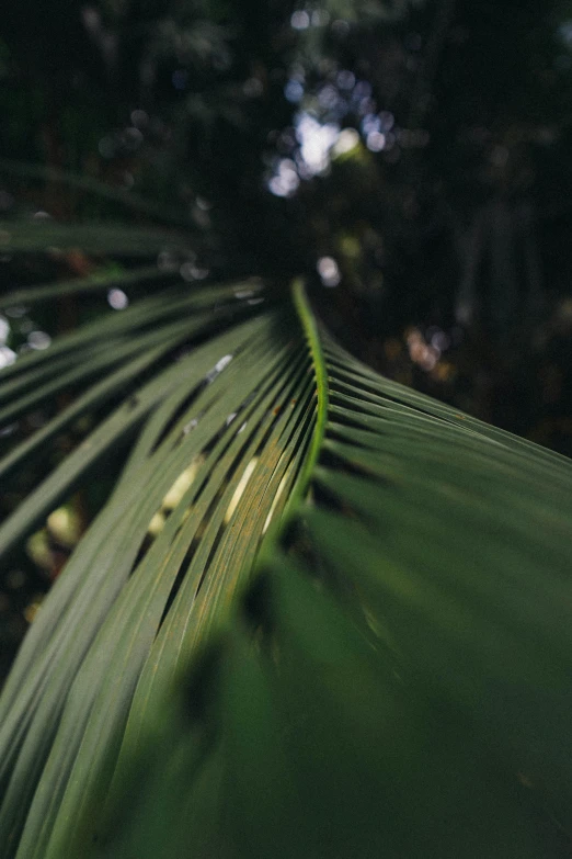 a close up of a leaf of a palm tree, unsplash, hurufiyya, multiple stories, blurred, lush forest, curved