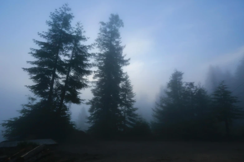 a group of trees that are standing in the fog, by Jessie Algie, black fir, evening atmosphere, ((forest)), blue hour