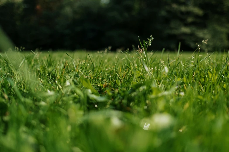 a white frisbee sitting on top of a lush green field, paul barson, some zoomed in shots, green grass, a park