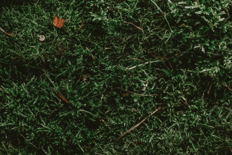 a red fire hydrant sitting on top of a lush green field, an album cover, by Elsa Bleda, unsplash, visual art, dried leaves, background image, grass texture, crawling along a bed of moss