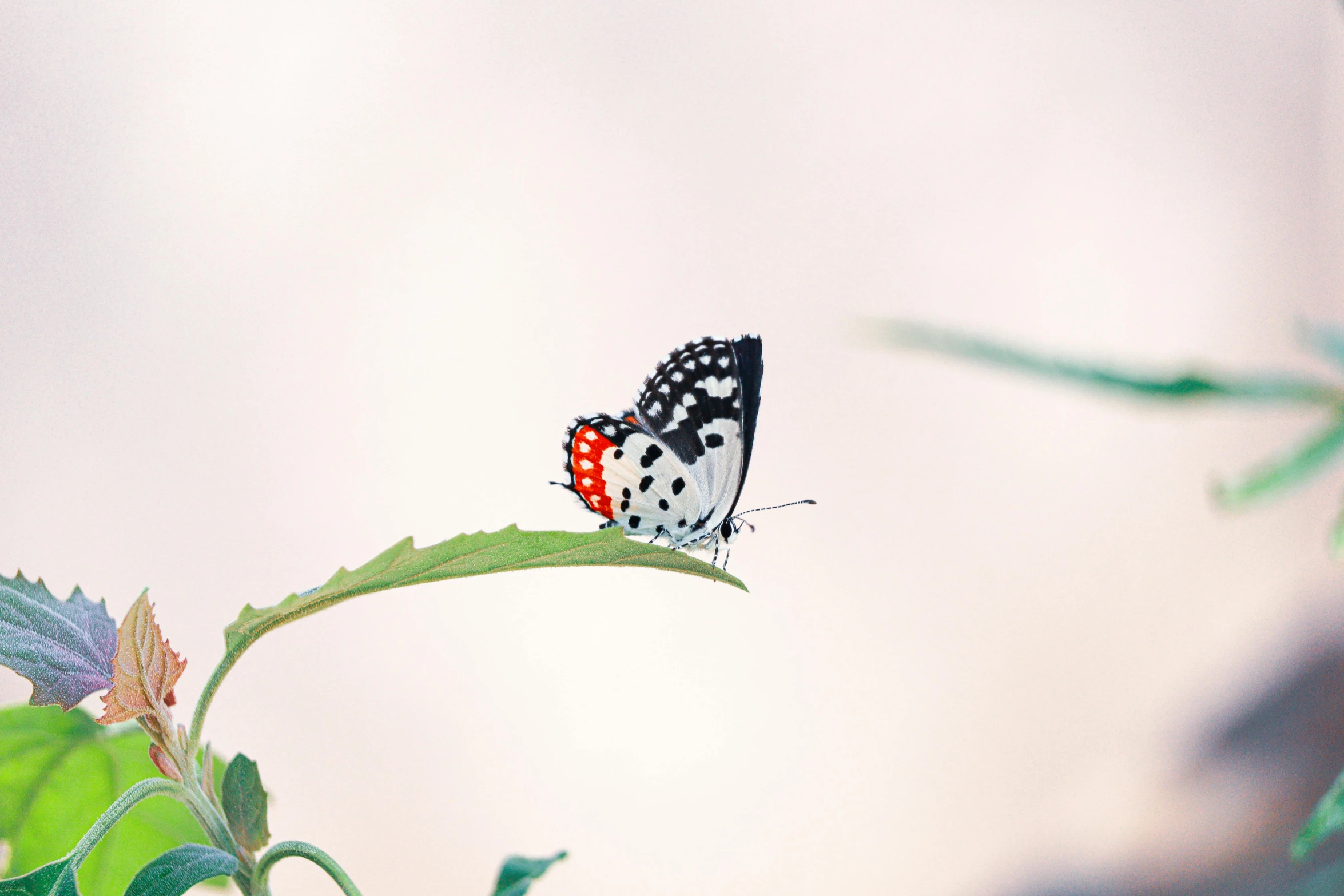 a butterfly sitting on top of a green leaf, unsplash, minimalism, 15081959 21121991 01012000 4k, polka dot, ilustration, miniature animal