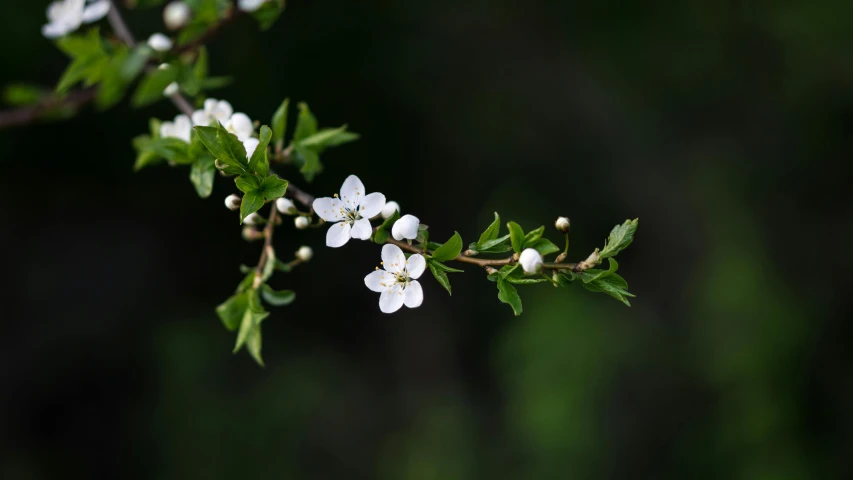 a close up of a white flower on a tree branch, an album cover, by Peter Churcher, unsplash, hurufiyya, wild berries, winterthorn blessing, male and female, green and white