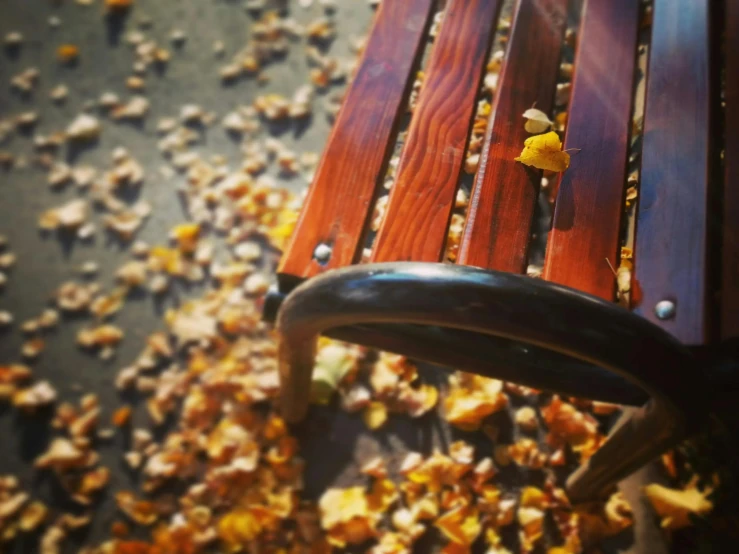 a wooden bench sitting on top of a pile of leaves, a picture, by Niko Henrichon, cell phone photo, golden details, autumn wind, petals