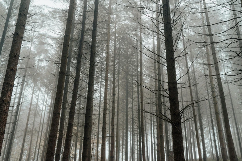 a forest filled with lots of tall trees, inspired by Elsa Bleda, unsplash contest winner, romanticism, ((trees)), light grey mist, winter photograph, caledonian forest