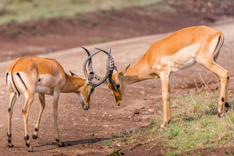 two antelope standing next to each other on a dirt road, pexels contest winner, hurufiyya, scratching head, gaming, kissing, very kenyan