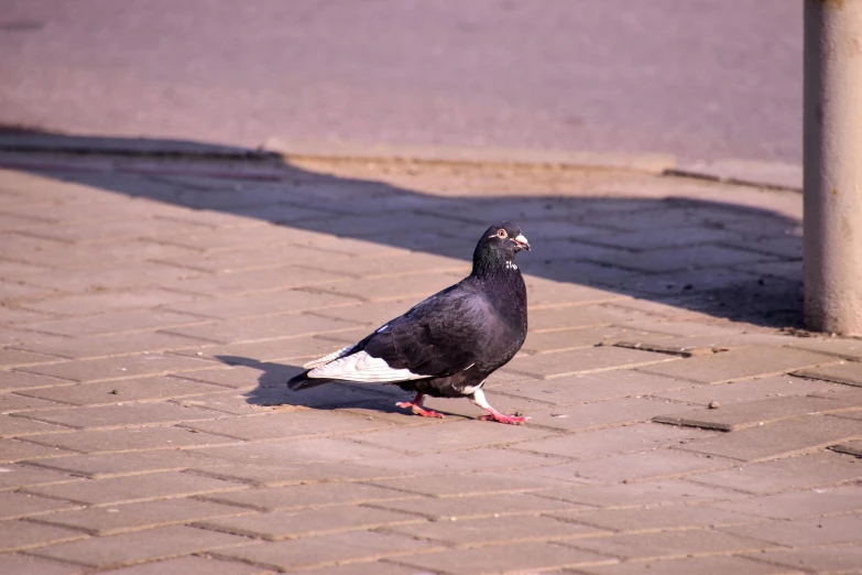 a pigeon standing on a sidewalk next to a pole, in the sun, birds eye photograph, in a square, 2022 photograph