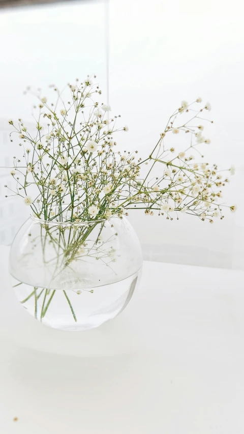 a vase filled with baby's breath sitting on a table, inspired by Vija Celmins, unsplash, white bg, soap bubble, detail shot, ilustration