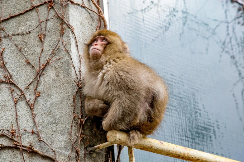 a monkey sitting on top of a wooden pole, inspired by Nōami, pexels contest winner, mingei, sitting on a curly branch, pouty, modern, a high angle shot