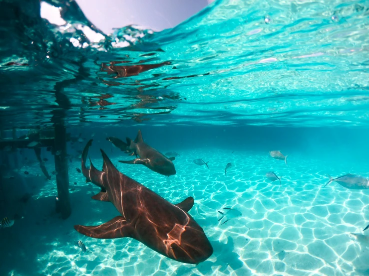 a fish that is swimming in some water, bottom of the ocean, sharks, conde nast traveler photo, fan favorite