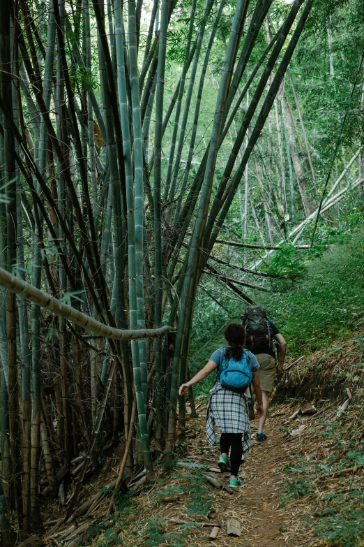 a couple of people that are walking in the woods, unsplash, sumatraism, made of bamboo, puerto rico, dos