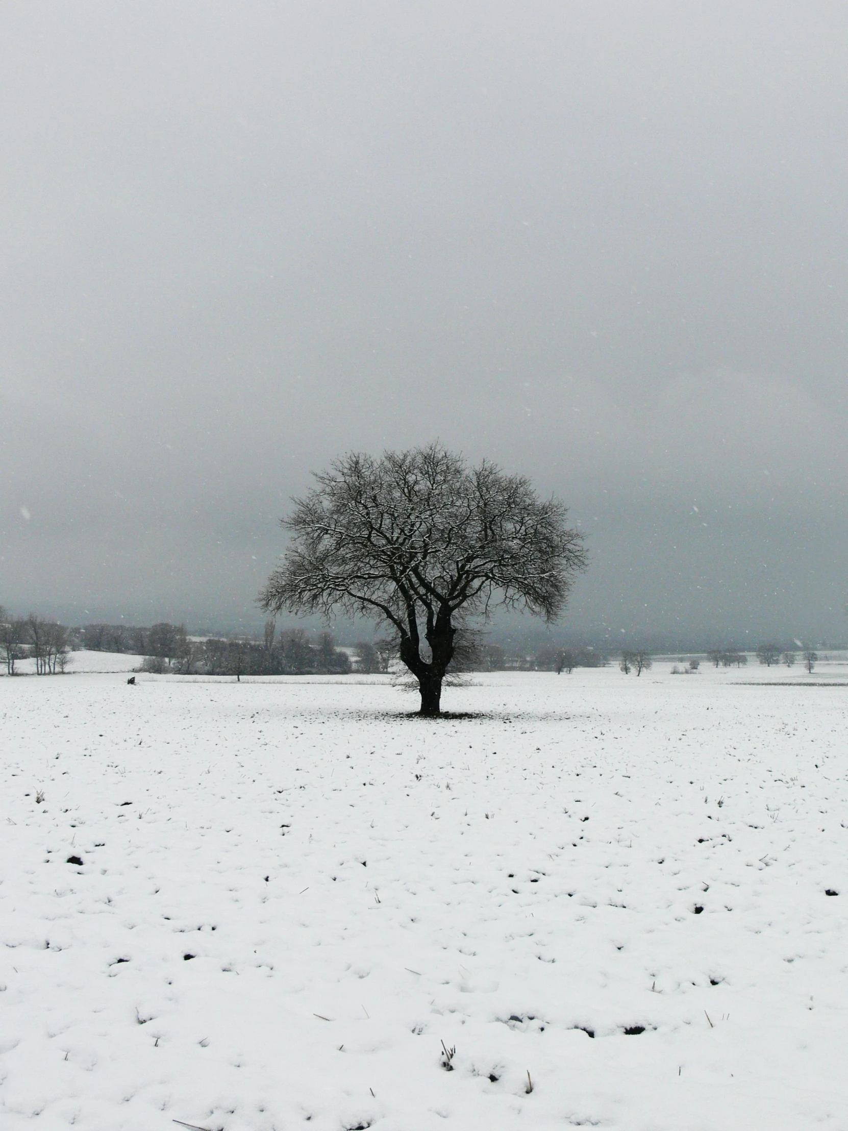 a lone tree in a snow covered field, pexels contest winner, overcast gray skies, photo of zurich, low quality photo