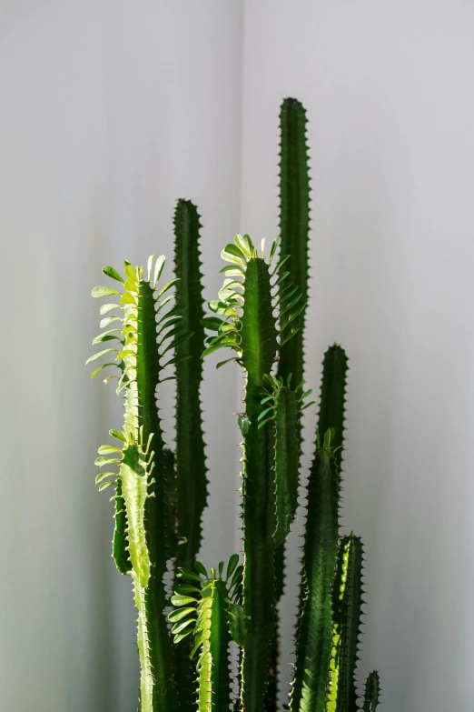 a close up of a cactus plant in a pot, a surrealist sculpture, tall thin, ferns, highly detailed. smooth, a pair of ribbed