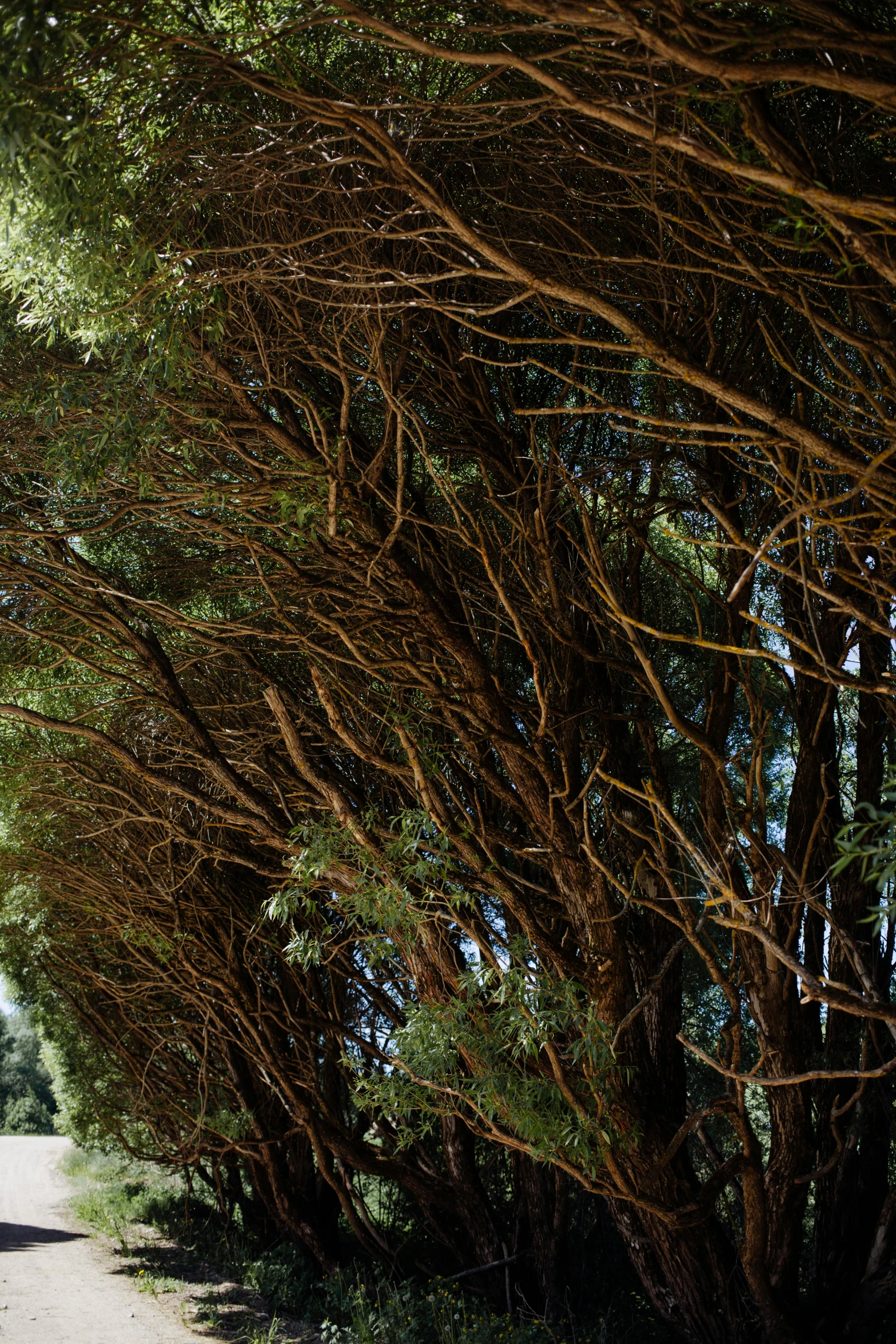 a man riding a bike down a dirt road, an album cover, inspired by Patrick Dougherty, unsplash, process art, maritime pine, panoramic shot, hedges, manuka