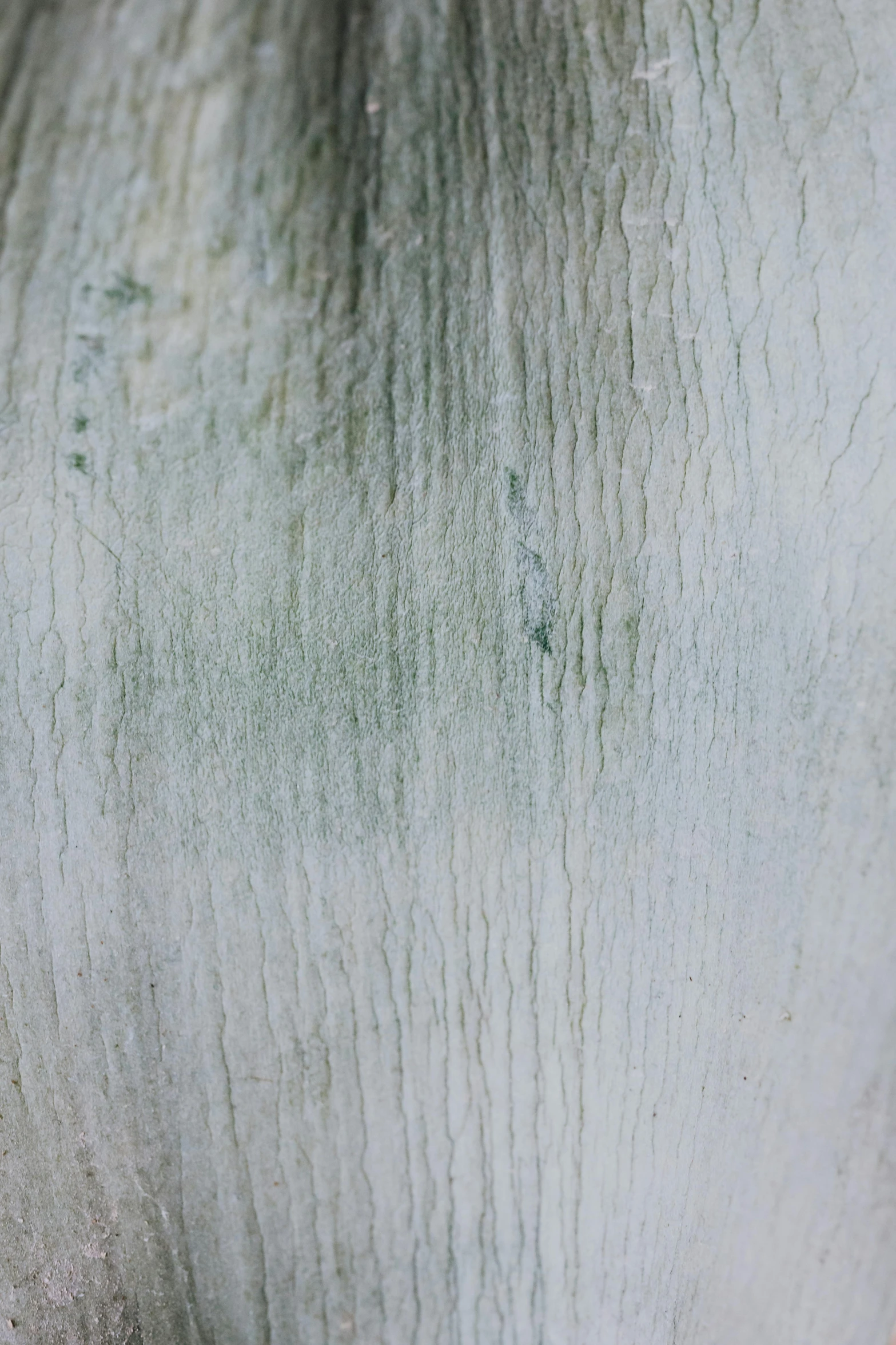 a close up of a white horse's face, by Rudolf Schlichter, unsplash, lyrical abstraction, interior wood, algae, smooth solid concrete, moisture