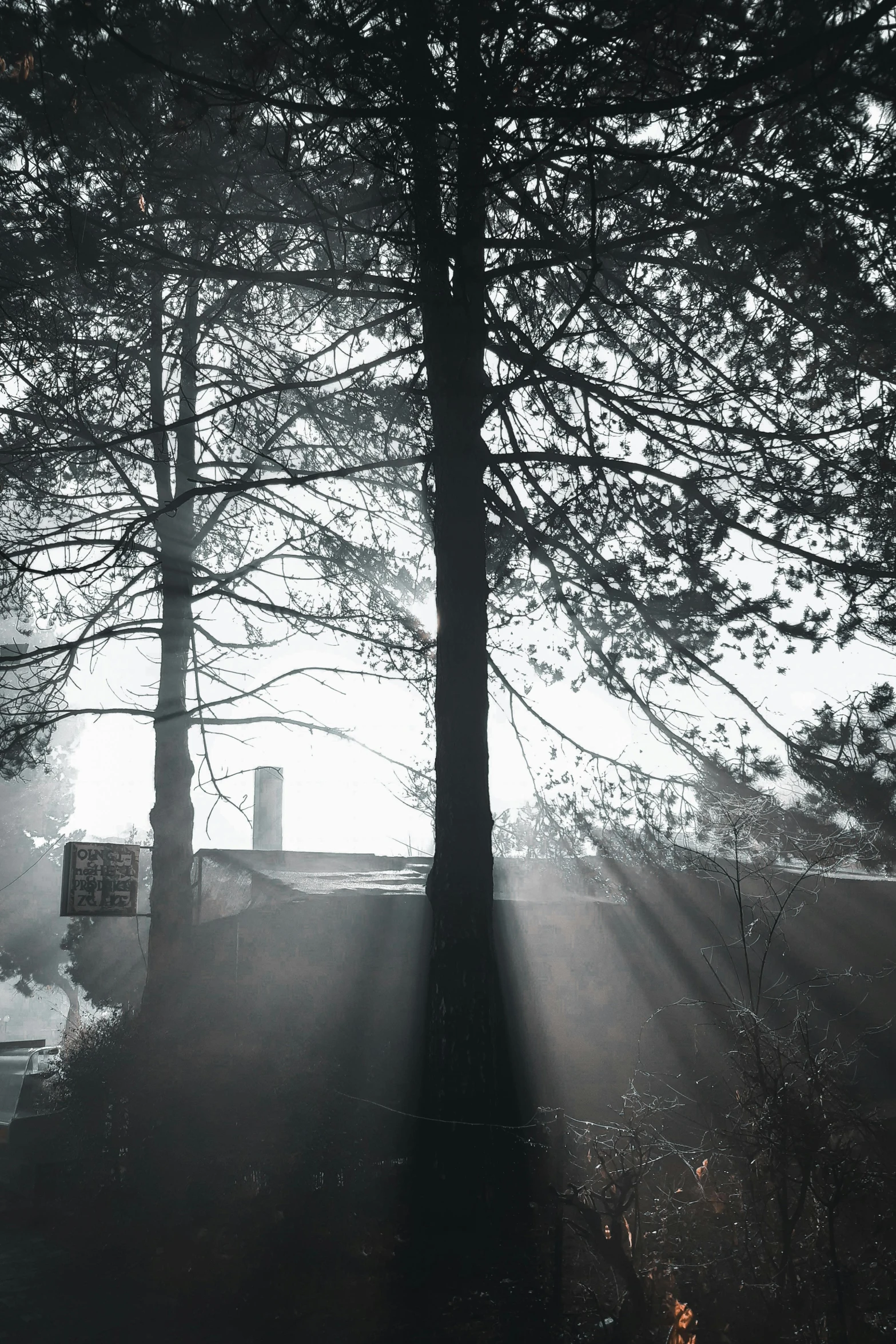 a fire hydrant sitting in the middle of a forest, a black and white photo, unsplash contest winner, light and space, light breaks through the roofs, morning haze, ((trees)), suns rays