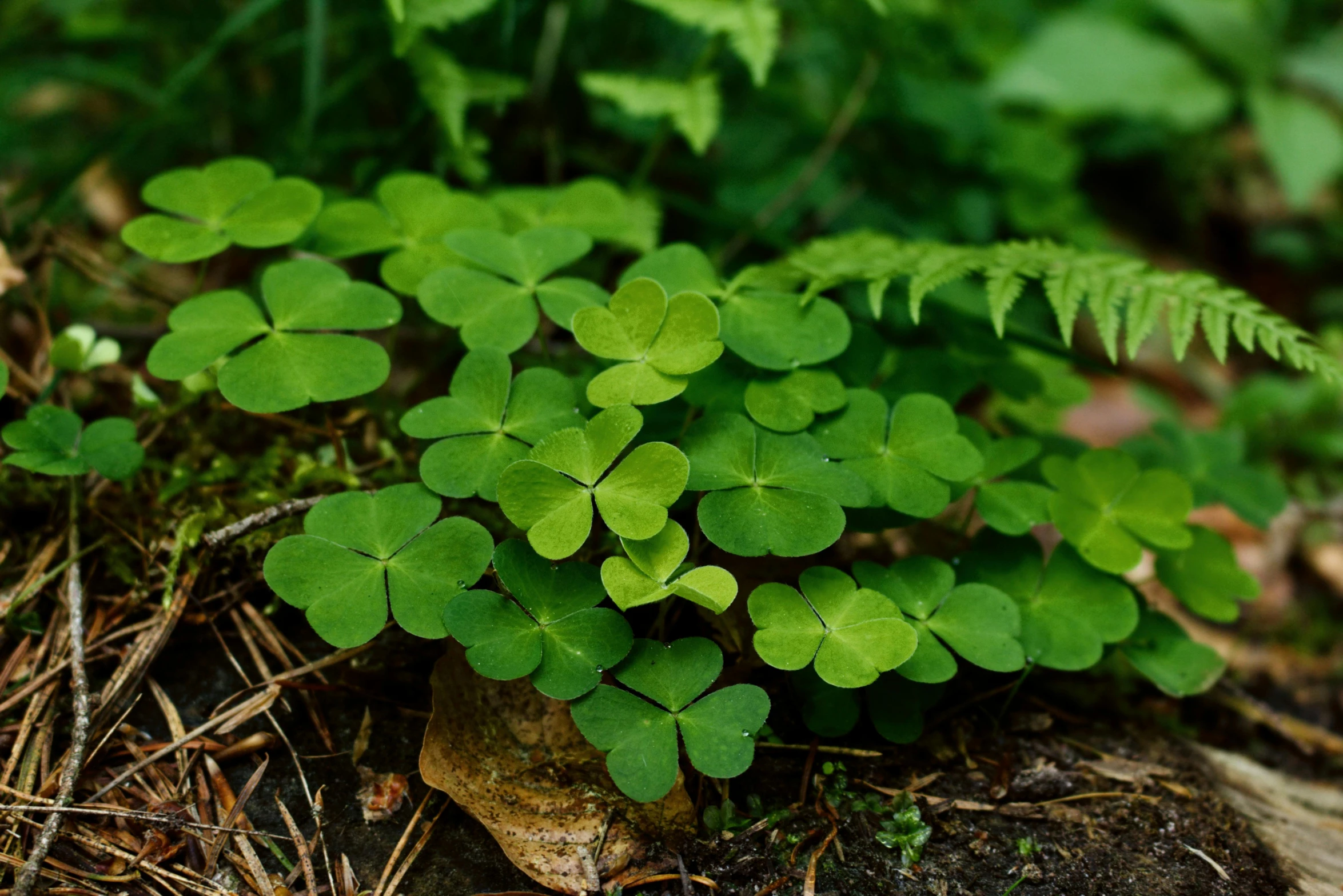 a close up of a plant with green leaves, background full of lucky clovers, looking down at the forest floor, instagram post, sustainable materials