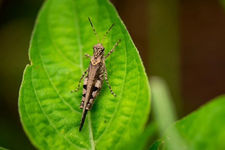 a close up of a grasshopper on a leaf, by Carey Morris, pexels contest winner, hurufiyya, grey, close full body shot, brown, old male