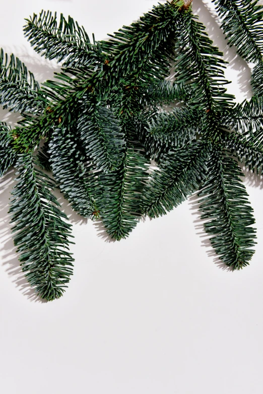 a branch of a christmas tree on a white background, by Frances Jetter, baroque, neck zoomed in, evergreen, award - winning crisp details, clean minimalist design