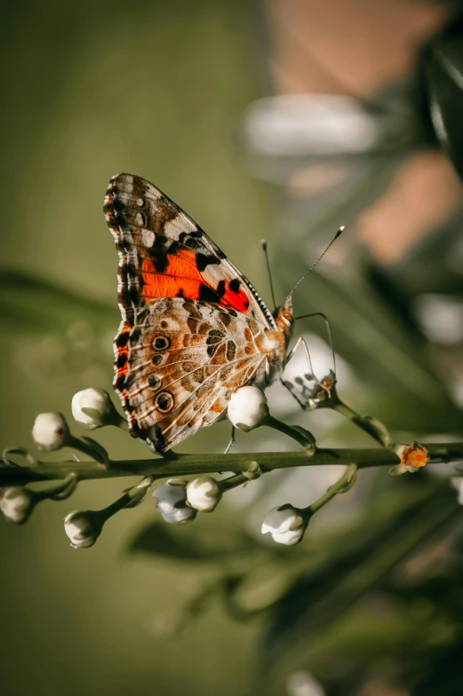 a close up of a butterfly on a plant, willow plant, shot with premium dslr camera, white and orange, unsplash photo contest winner