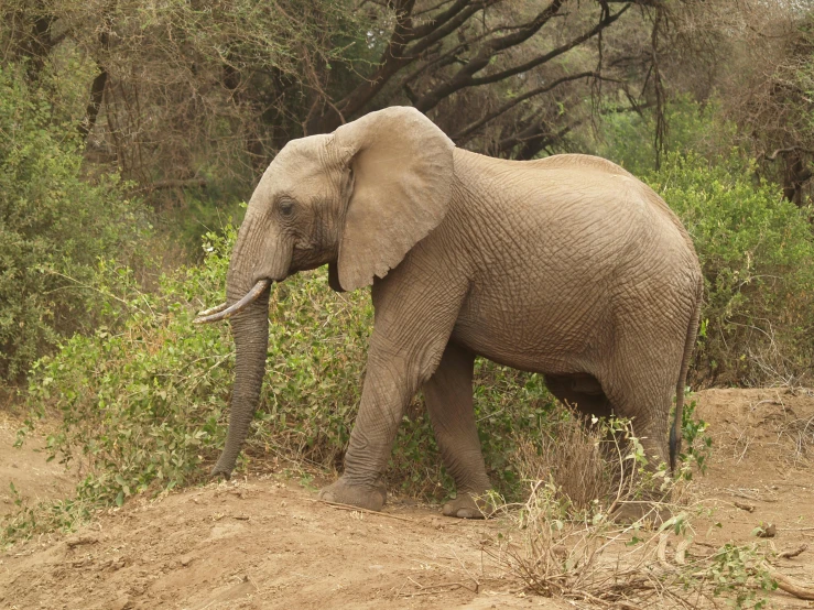 an elephant that is walking in the dirt, amongst foliage, very kenyan, brown, amanda clarke